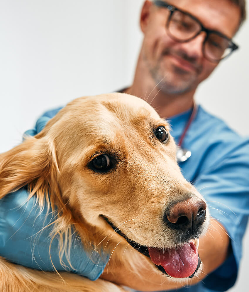 Veterinário com cachorro da raça Golden Retriever